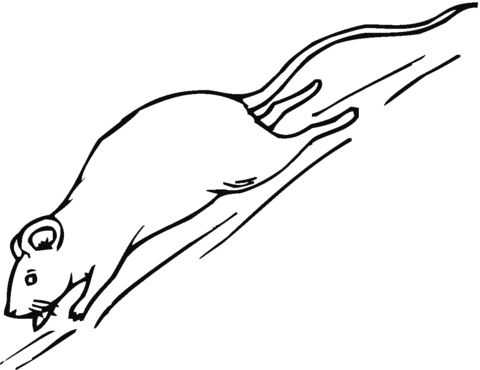 Rat Runs Coloring Page